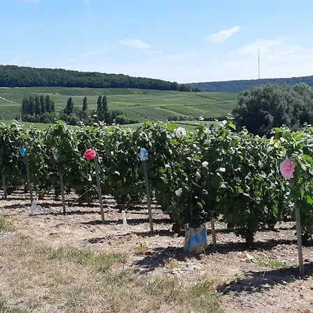 Apartman Flor'ever En Champagne