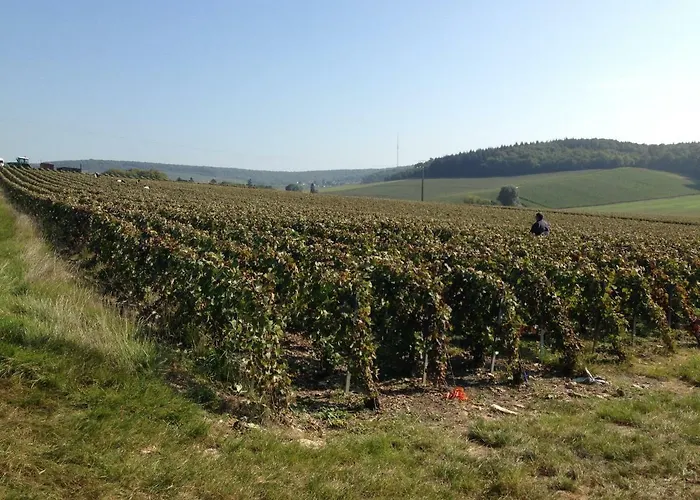 Flor'ever En Champagne *