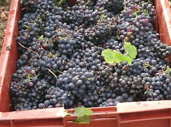 アパート Flor'ever En Champagne *