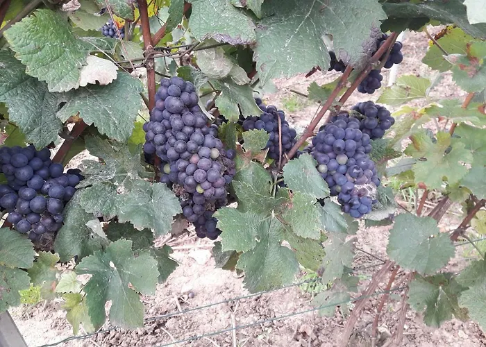 アパート Flor'ever En Champagne Fleury-la-Riviere